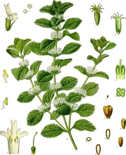 Horehound