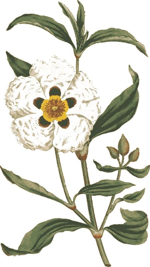 Labdanum