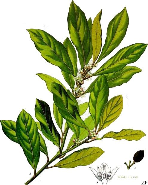 Laurel