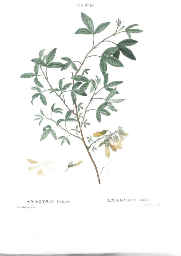 Lesser bean-trefoil