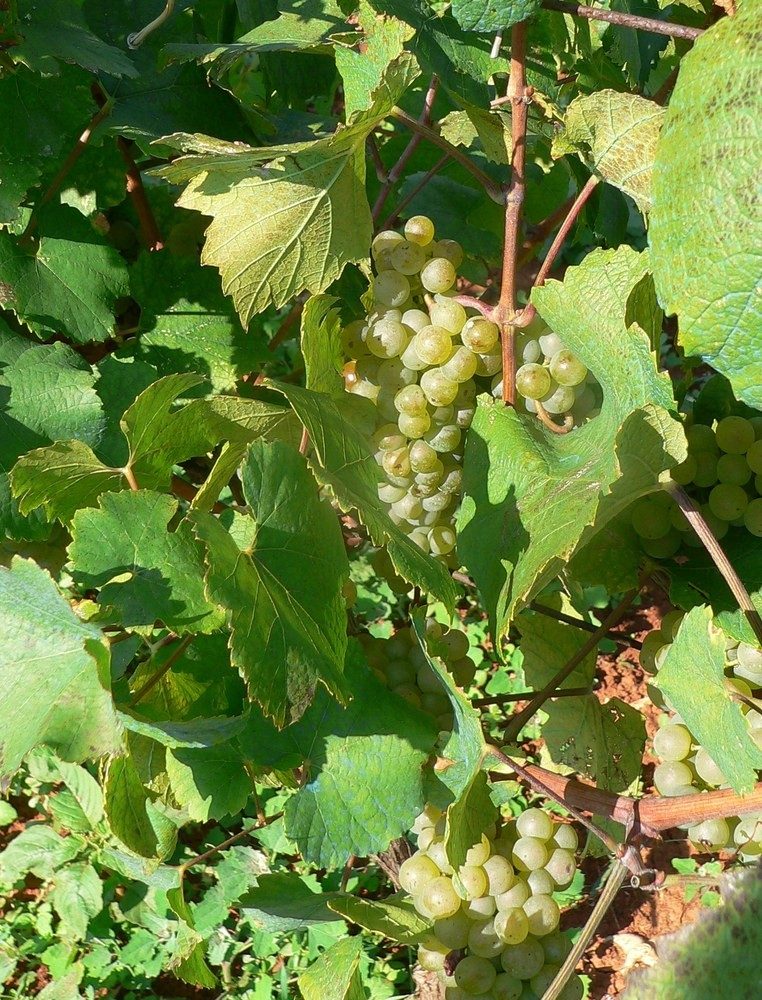 Malmsey