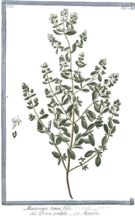 Marjoram and jasmine