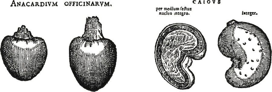 Marking-nut electuary