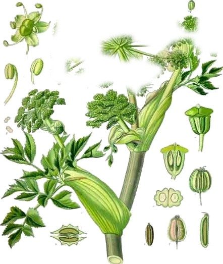Masterwort and angelica