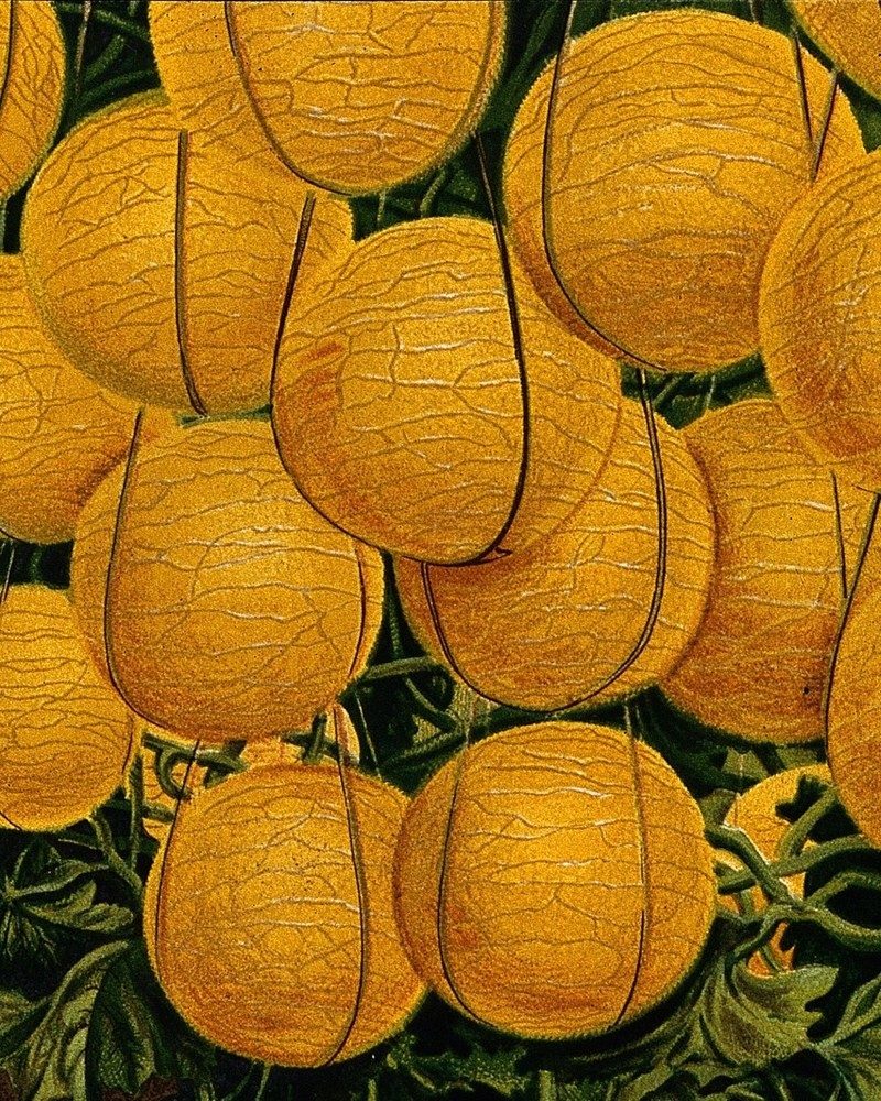 Melon root