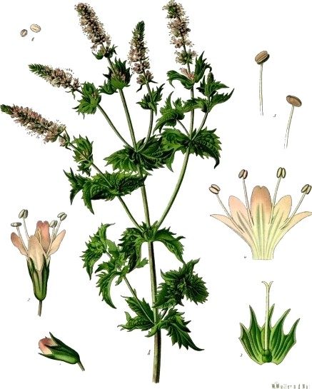 Mint, oil of