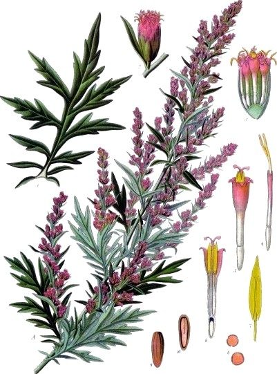 Mugwort