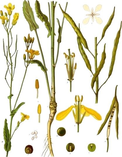 Mustard seed