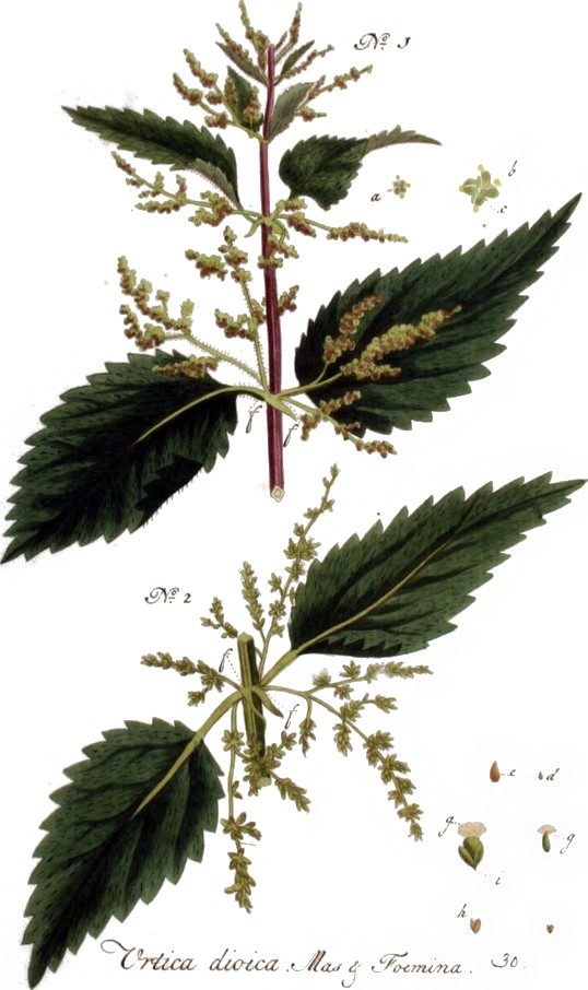 Nettle seed