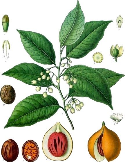 Nutmeg and clove