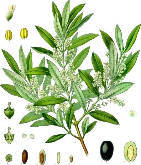 Olive-wood ash lye