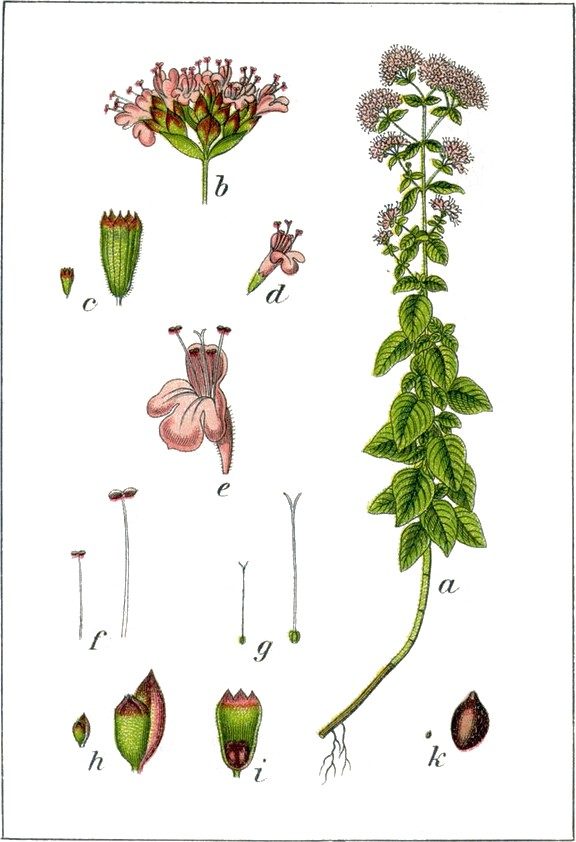 Oregano and squinanth
