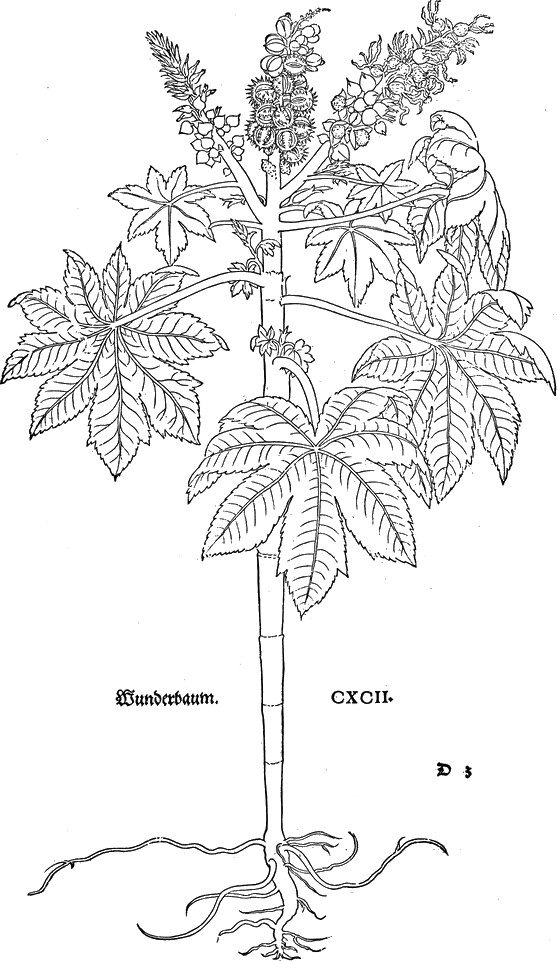 Palm of Christ