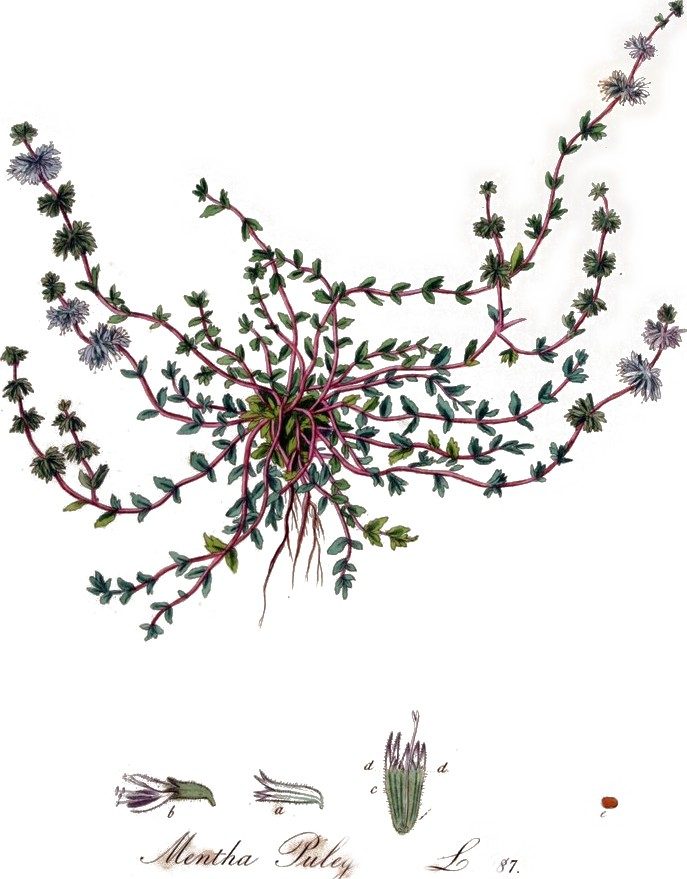 Pennyroyal