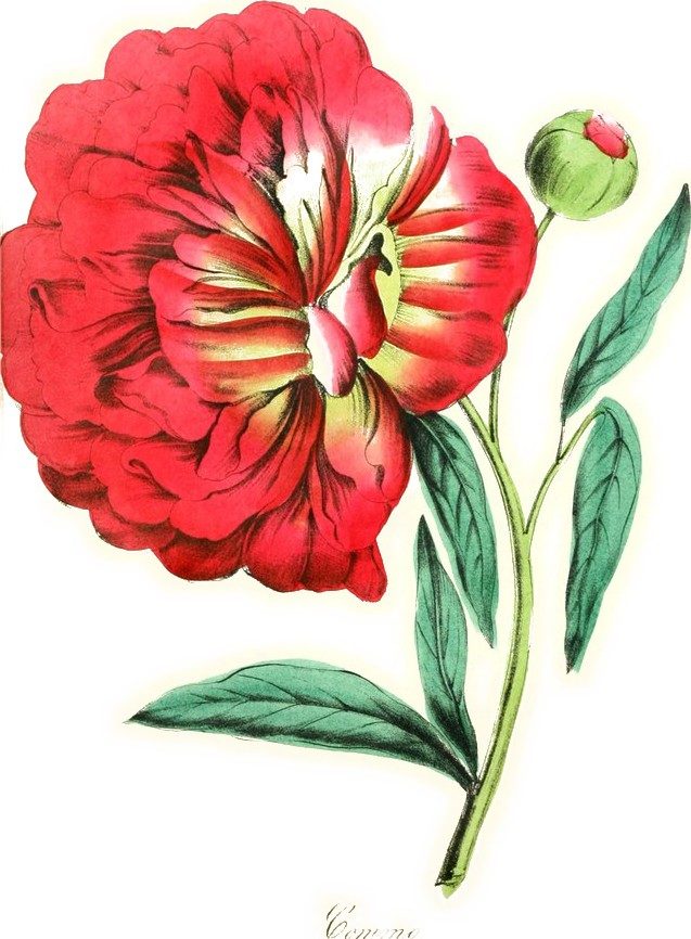 Peony