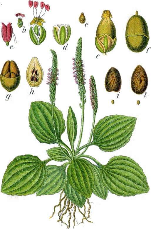 Plantain
