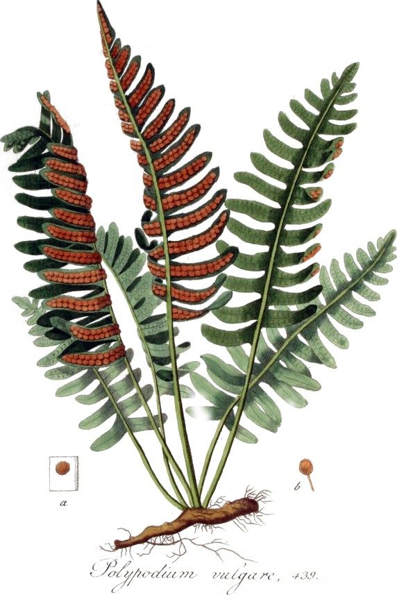 Polypody of mercurialis, syrup of