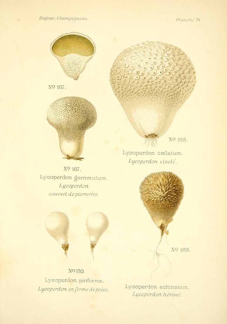 Puffball