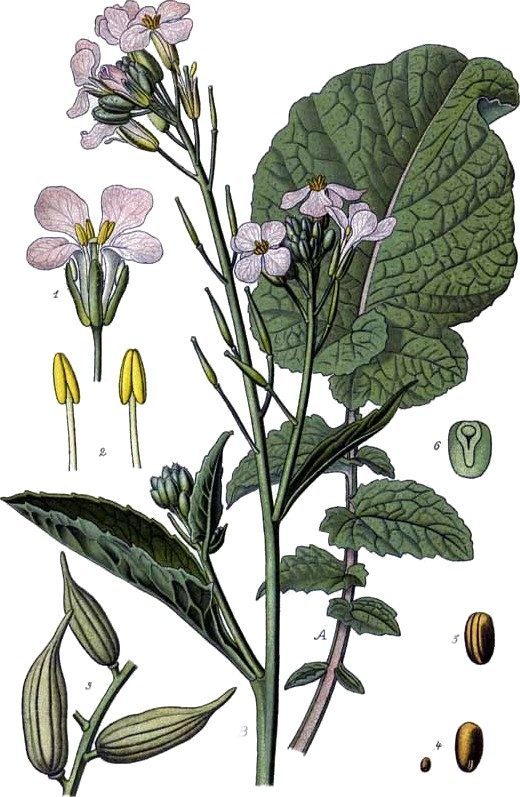 Radish