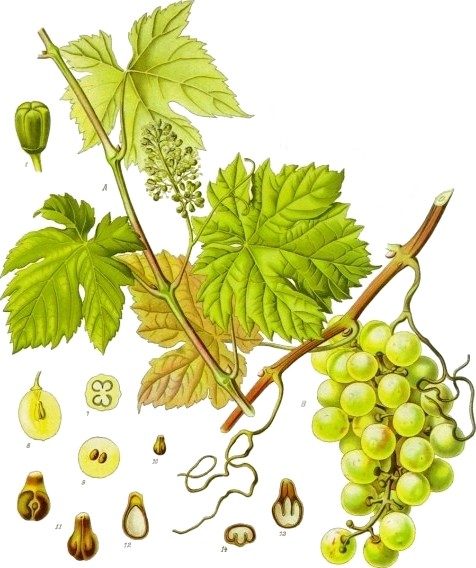 Raisins
