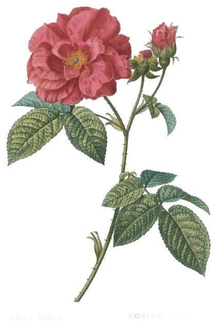 Red roses