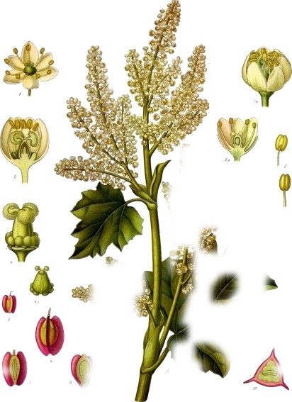 Rhubarb