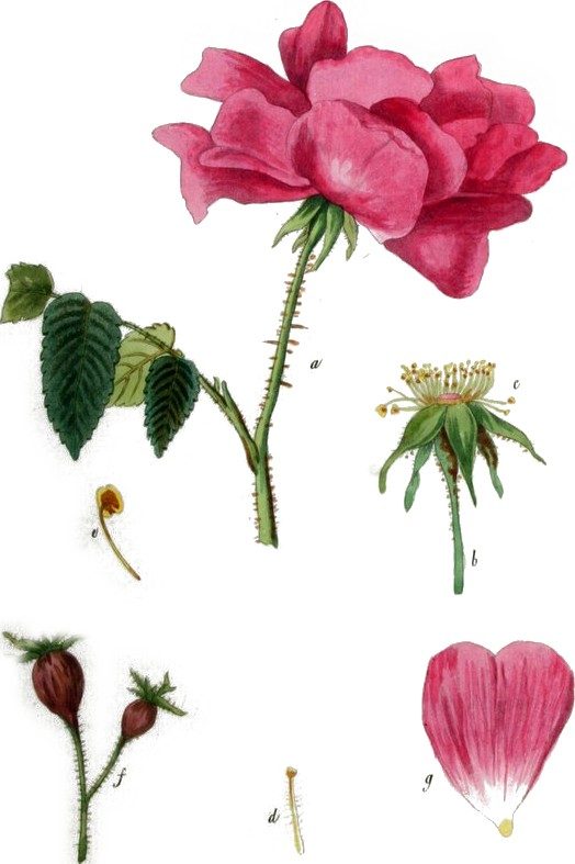 Rose