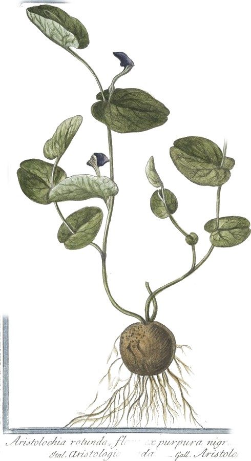 Round birthwort