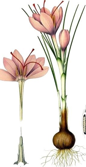 Saffron