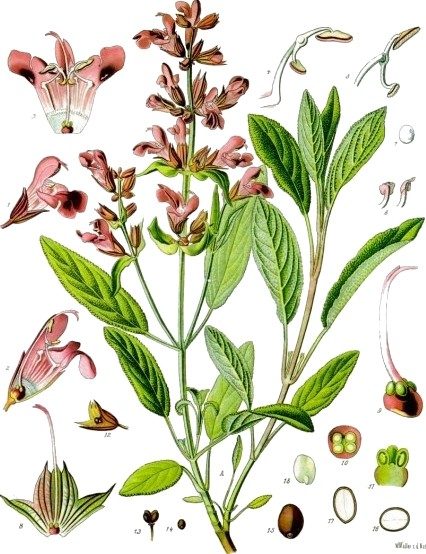 Sage