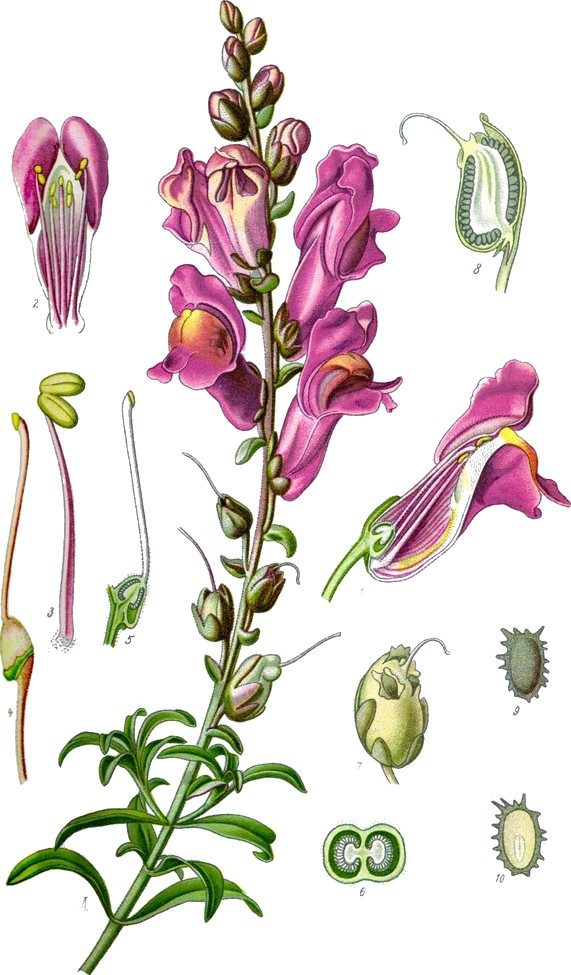 Snapdragon