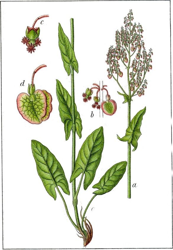 Sorrel, syrup of
