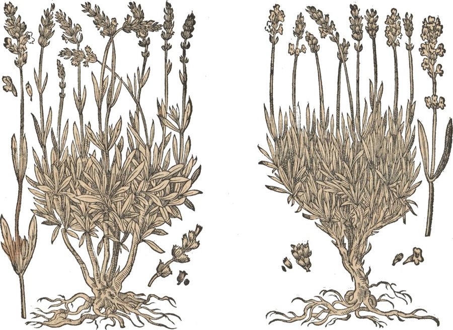 Spikenard