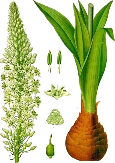 Squill
