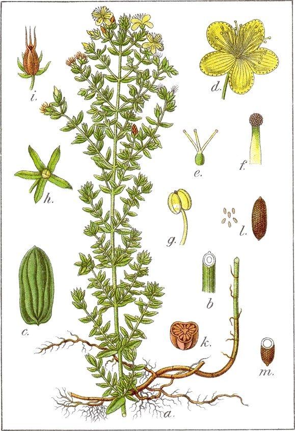 St. John’s wort