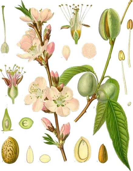 Sweet almond, oil of