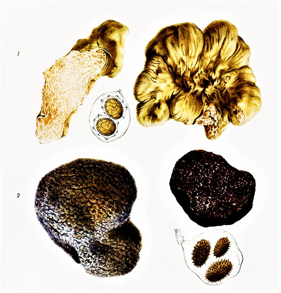 Truffle