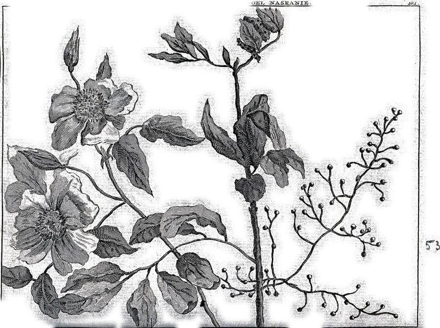 Turpentine