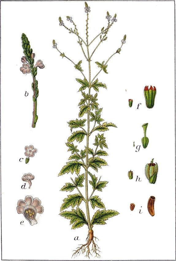 Verbena
