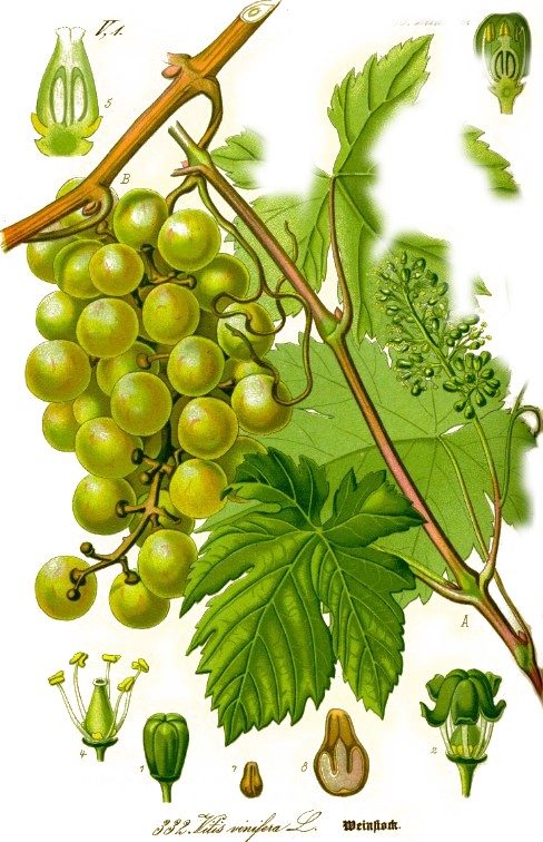 Vine ash