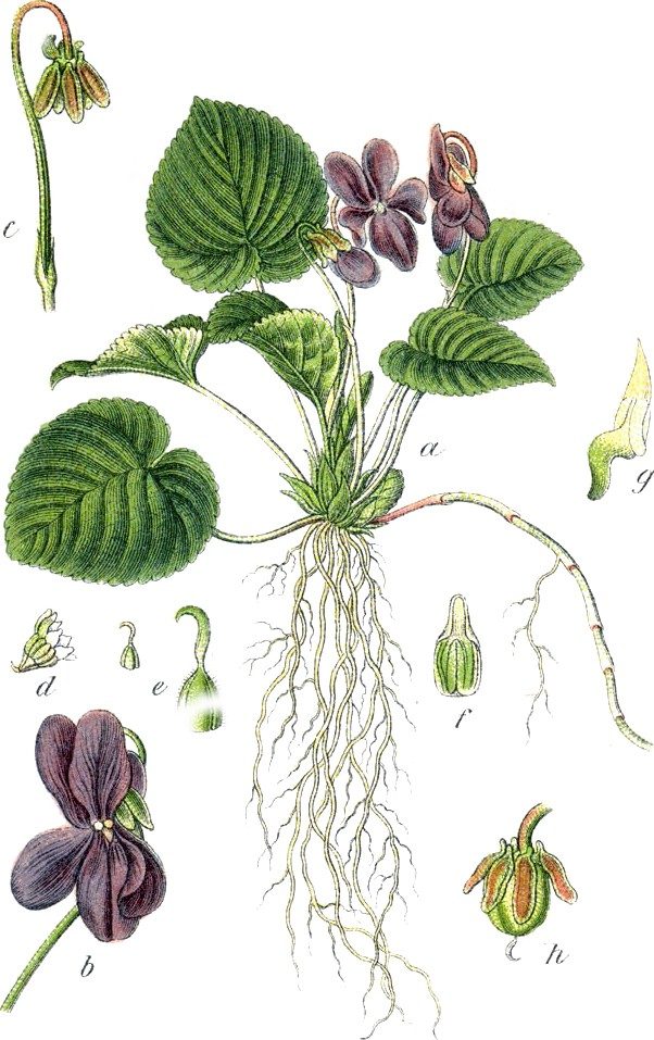 Violet, lettuce, sow-thistle