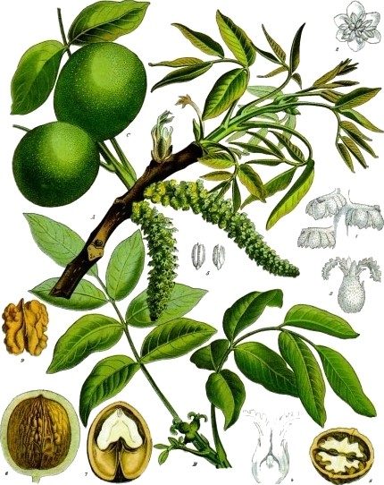 Walnut, middle bark of