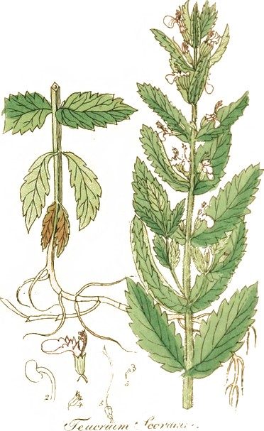 Water germander