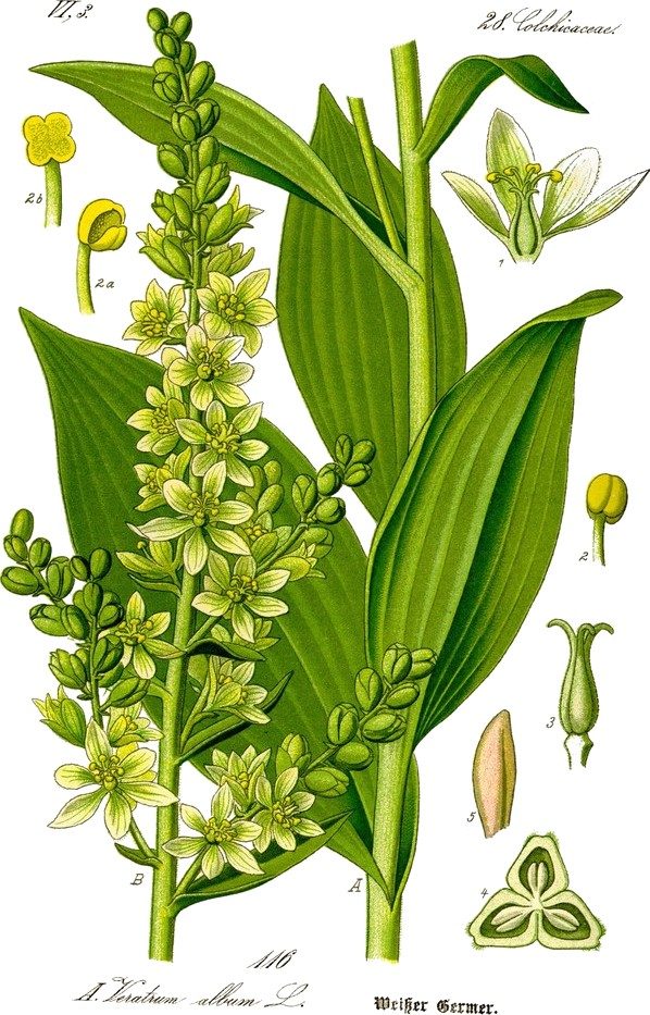 White hellebore