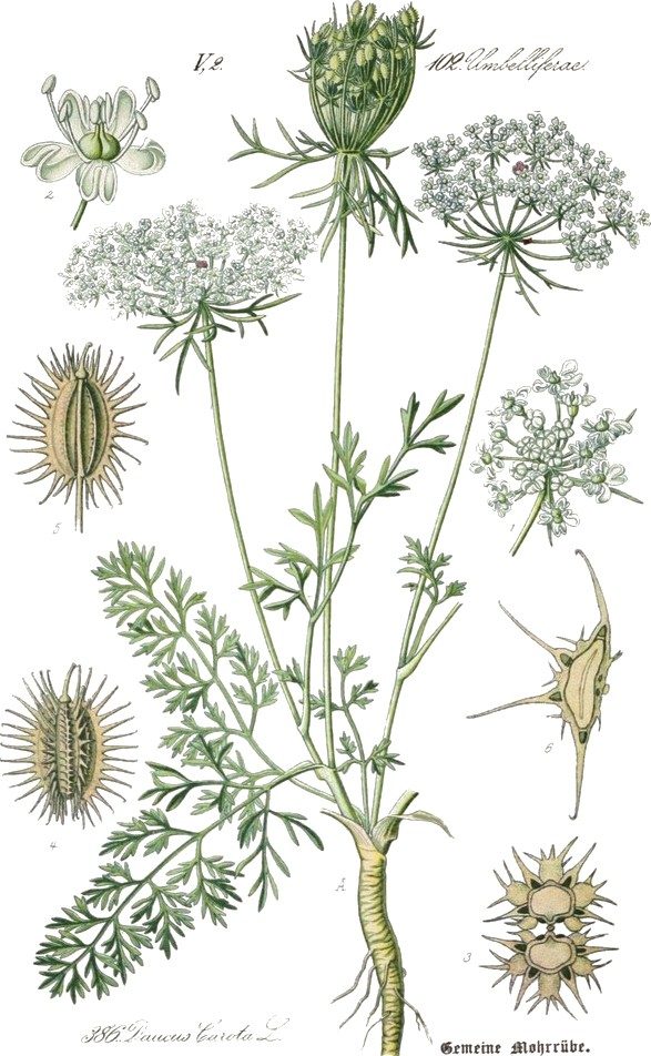 Wild carrot, seed of
