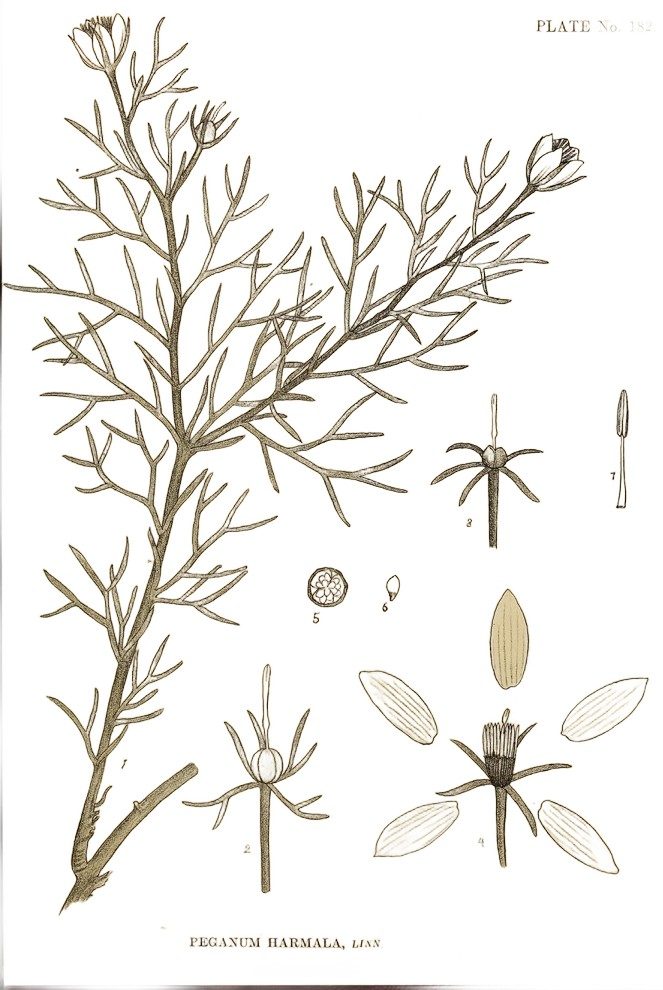 Wild rue