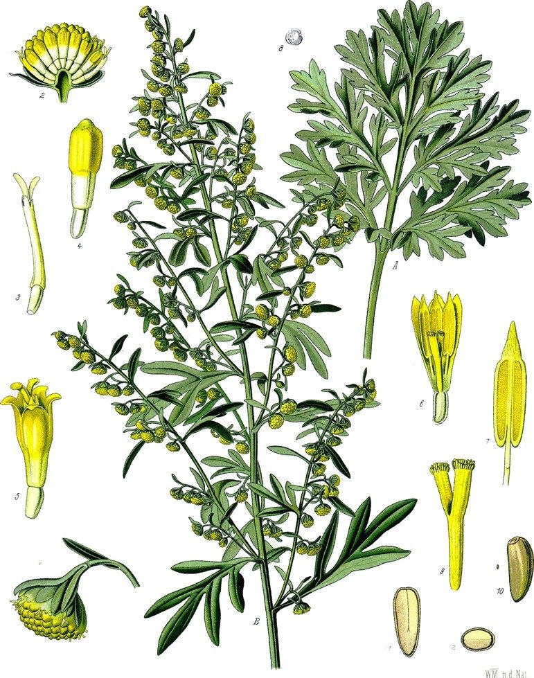Wormwood, oil of