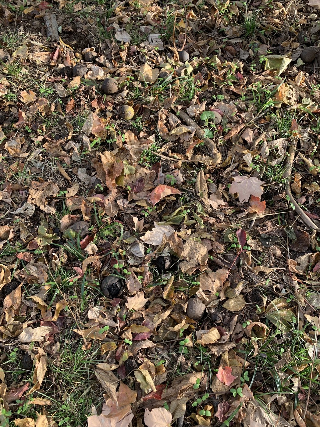 Black walnut, Juglans nigra, Washington, DC, US, 2019-11-11