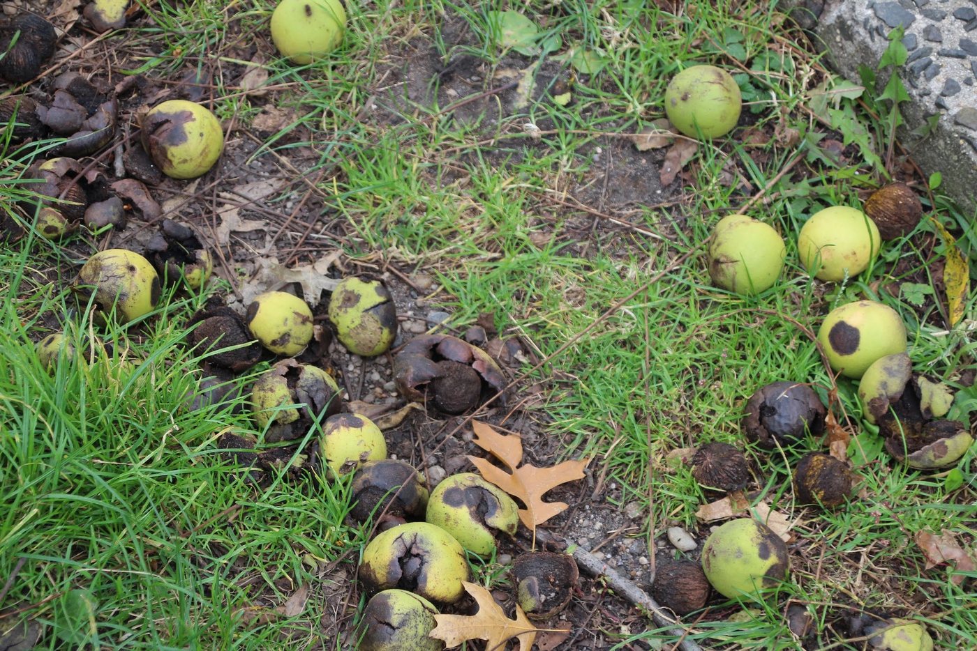 Black walnut, Juglans nigra, New York, NY, US, 2021-10-29