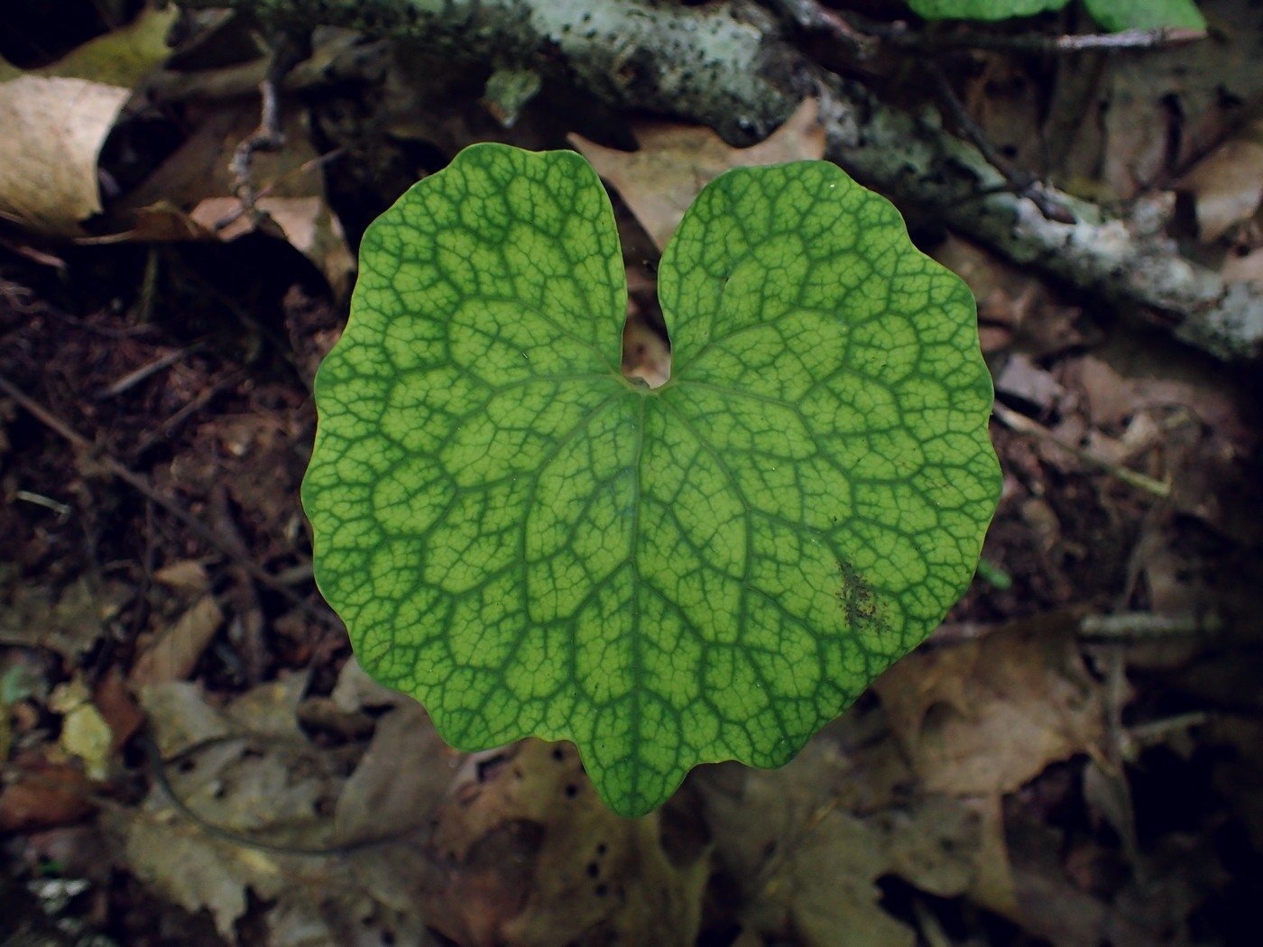 Bloodroot, Sanguinaria canadensis, North Carolina, US, 2018-06-07